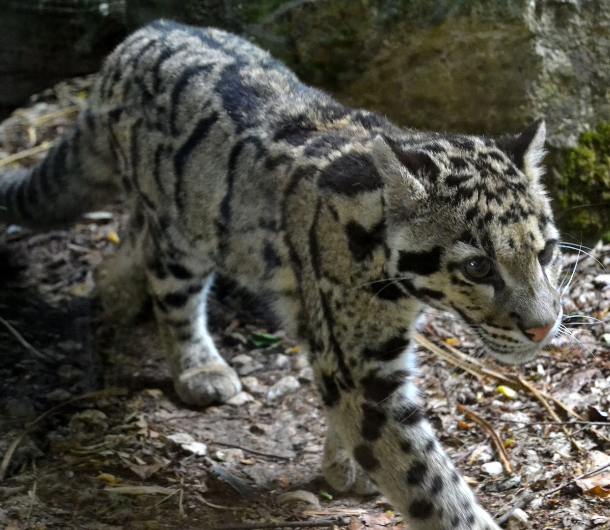 Indochinese Clouded Leopard - June 2015