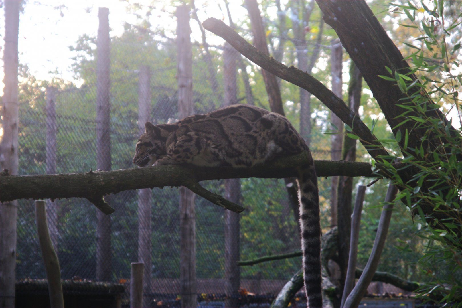 Indochinese Clouded Leopard (Neofelis nebulosa nebulosa), 02-11-25