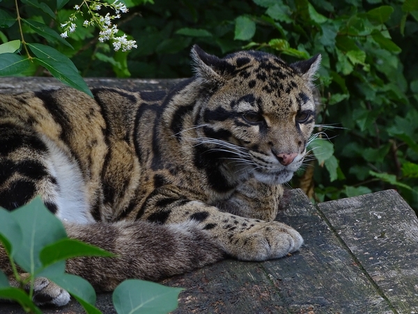 Indochinese clouded leopard (Neofelis nebulosa nebulosa) (07/22)
