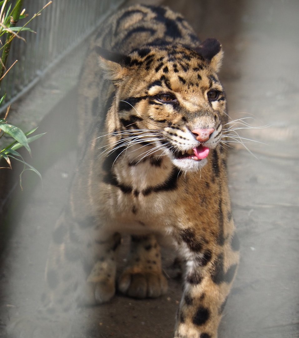 Indochinese clouded leopard (Neofelis nebulosa nebulosa), 2019-04-06