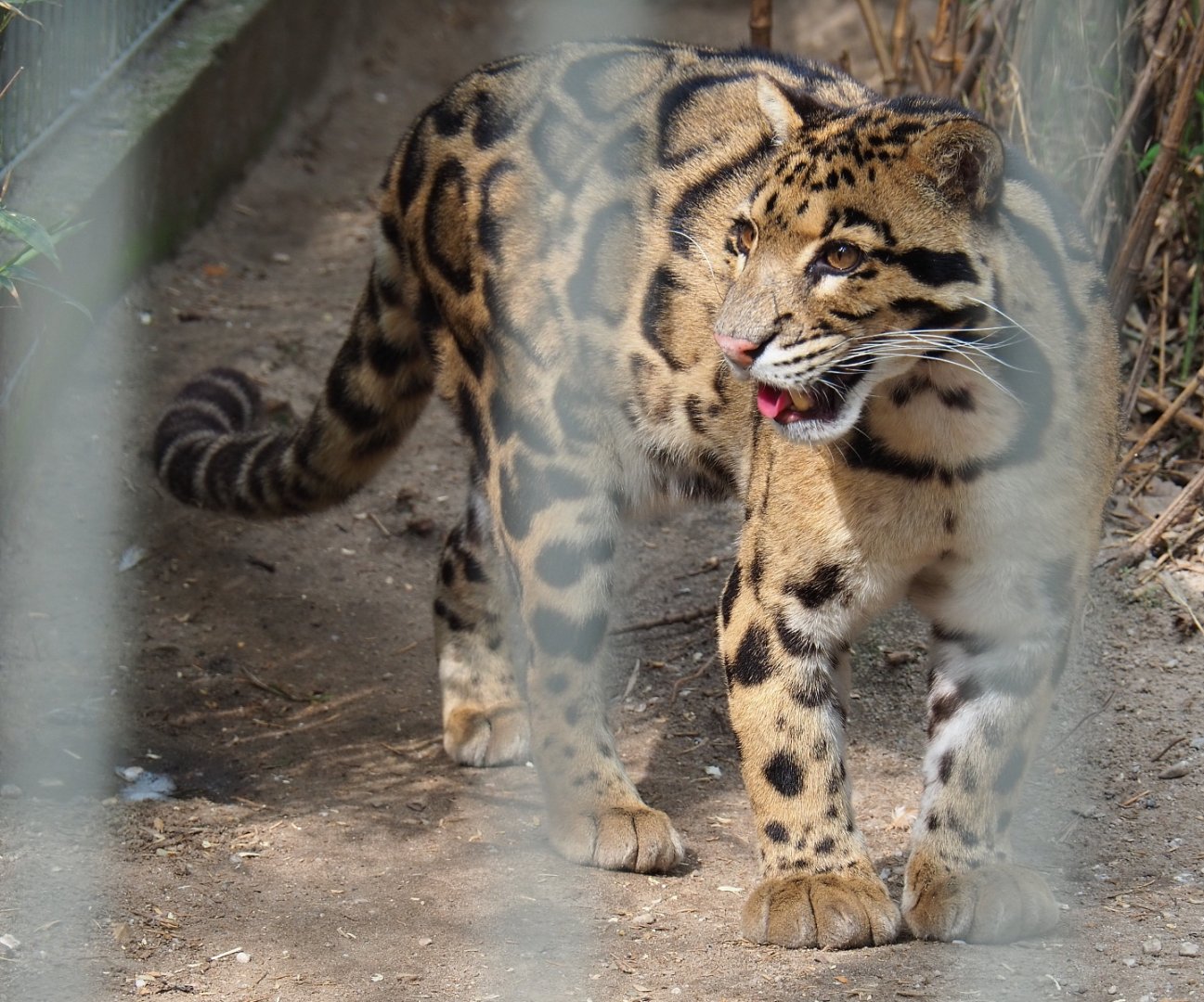 Indochinese clouded leopard (Neofelis nebulosa nebulosa), 2019-04-06