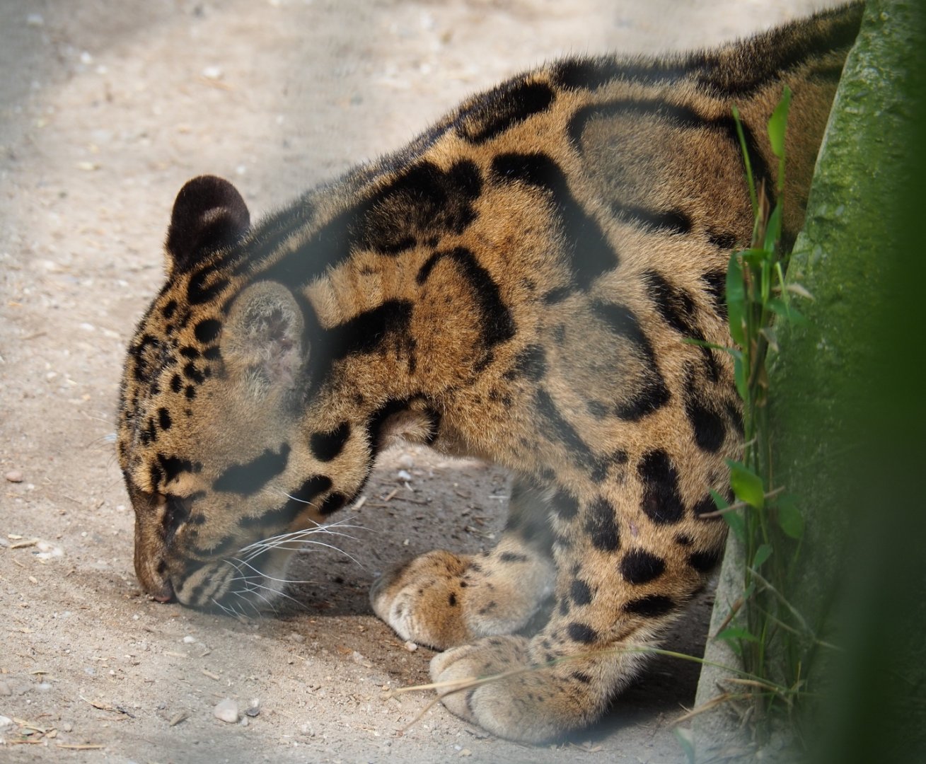 Indochinese clouded leopard (Neofelis nebulosa nebulosa), 2019-04-06