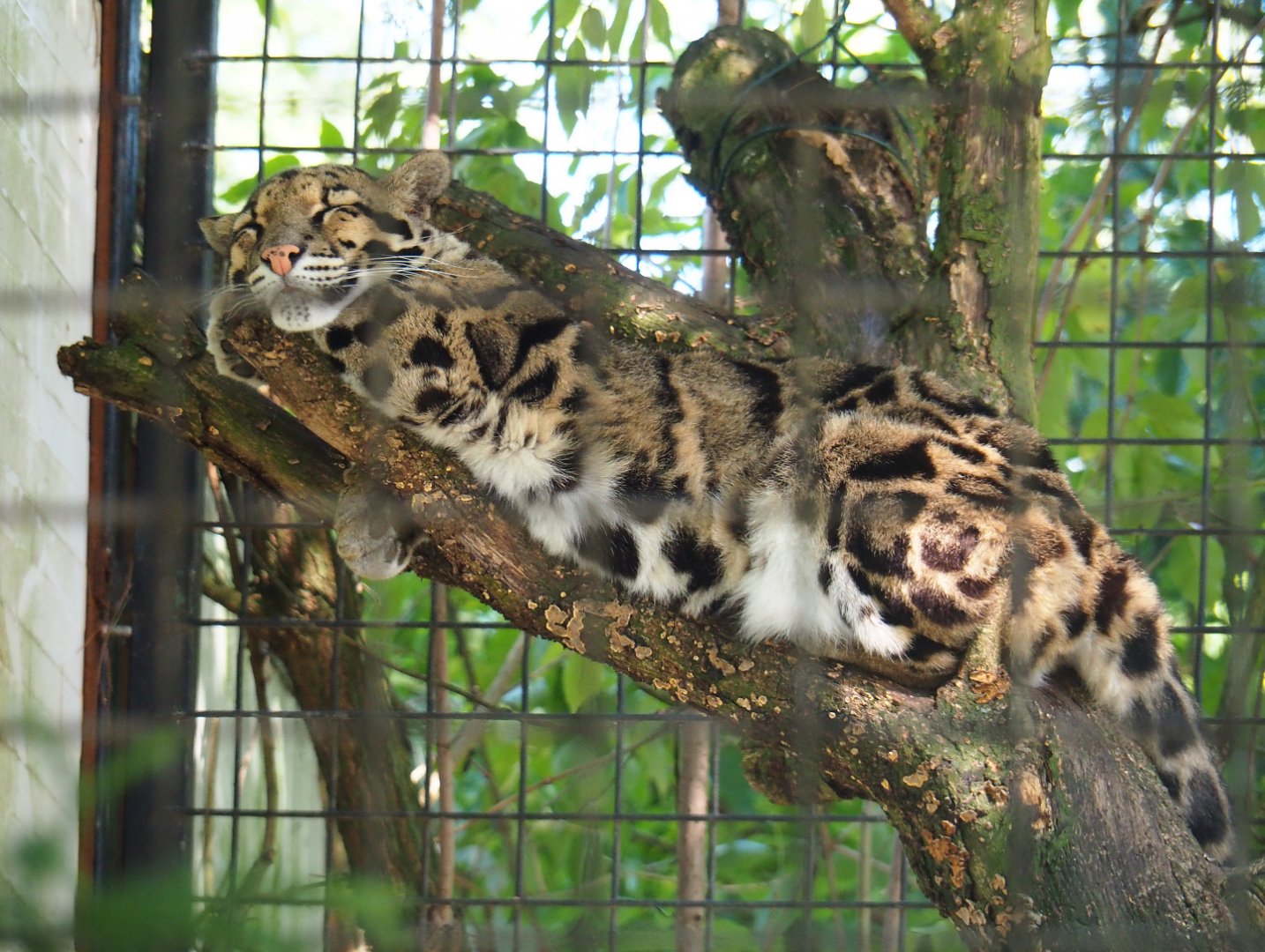 Indochinese clouded leopard (Neofelis nebulosa nebulosa), 2019-08-04