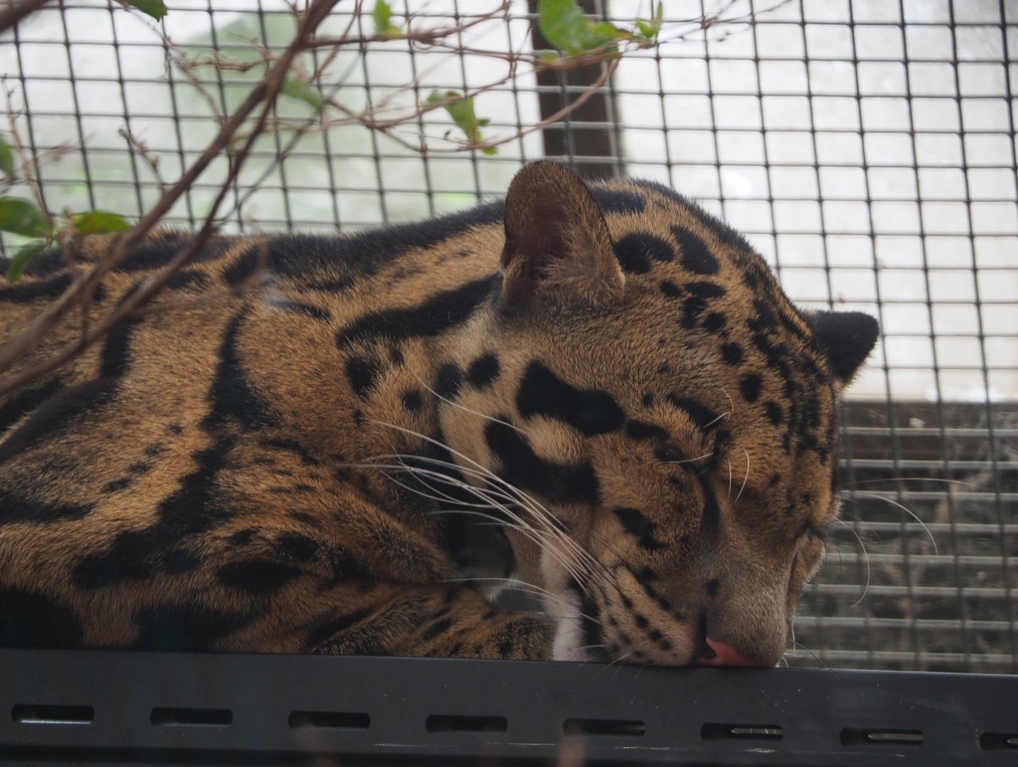 Indochinese clouded leopard (Neofelis nebulosa nebulosa), 2019-10-05