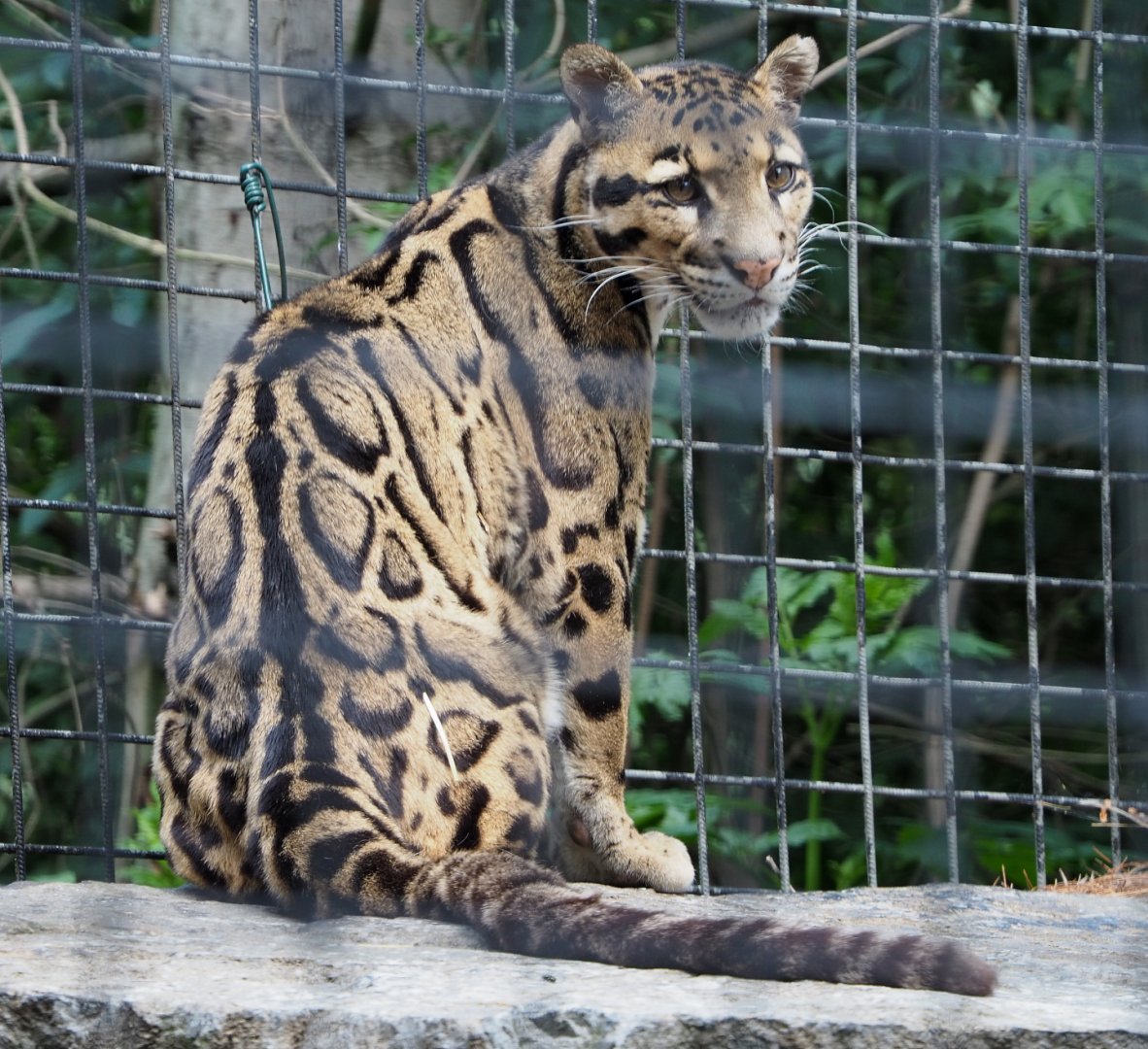 Indochinese clouded leopard (Neofelis nebulosa nebulosa), 2020-06-20