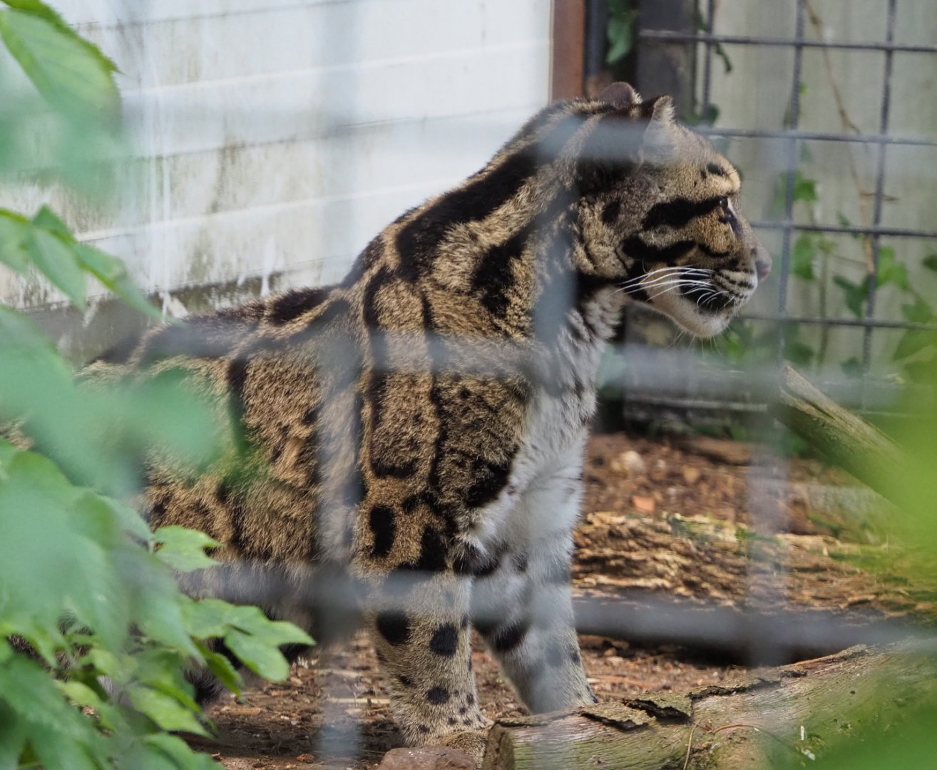 Indochinese clouded leopard (Neofelis nebulosa nebulosa), 2020-06-20