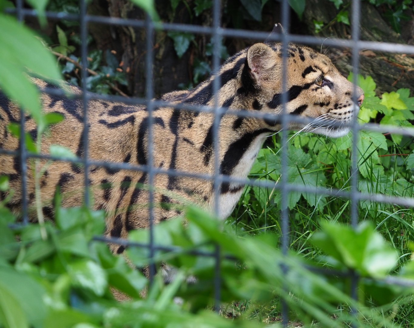 Indochinese clouded leopard (Neofelis nebulosa nebulosa), 2021-06-15