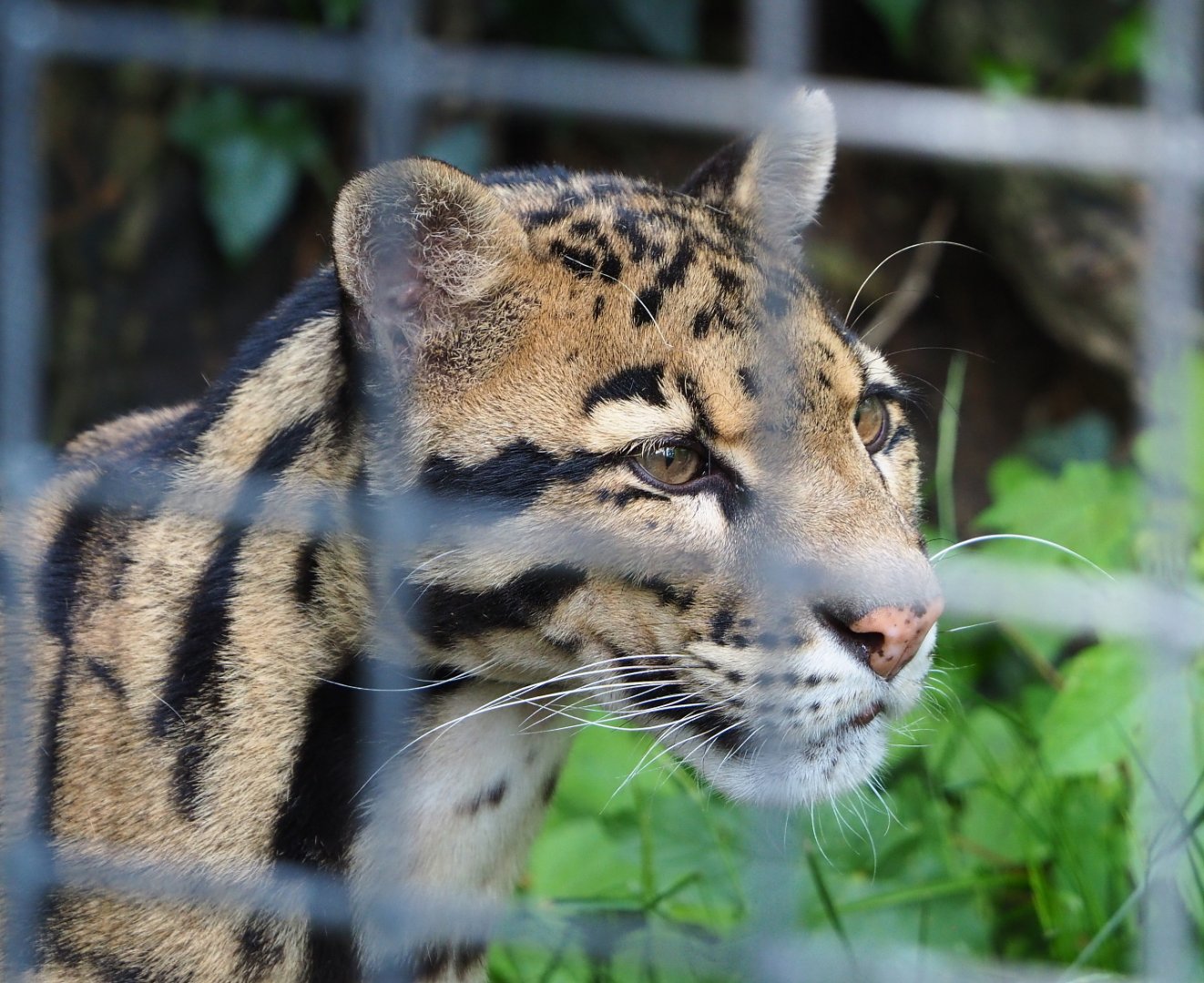 Indochinese clouded leopard (Neofelis nebulosa nebulosa), 2021-06-15