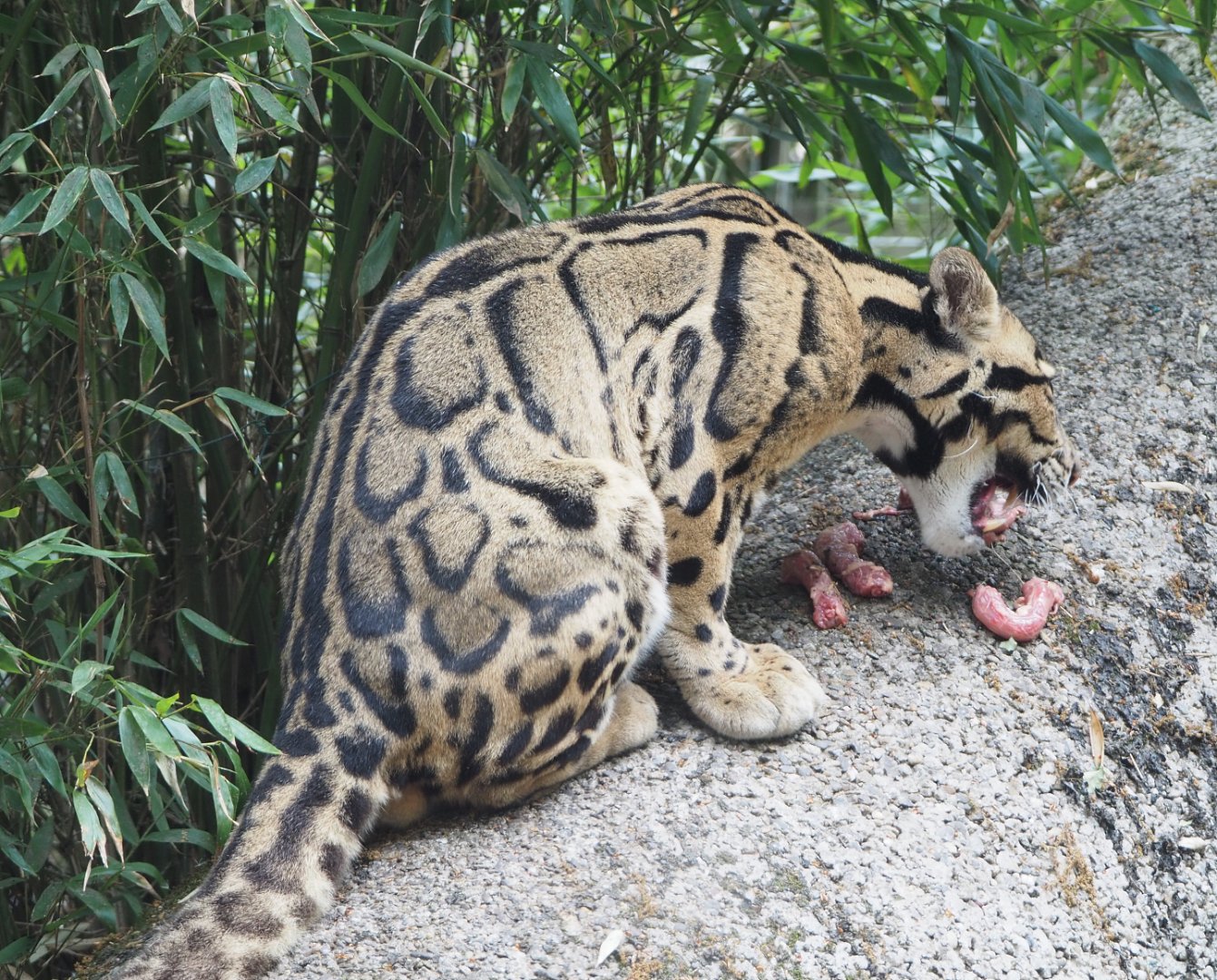 Indochinese clouded leopard (Neofelis nebulosa nebulosa), 2022-05-17