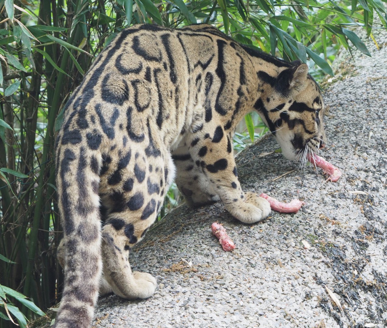 Indochinese clouded leopard (Neofelis nebulosa nebulosa), 2022-05-17