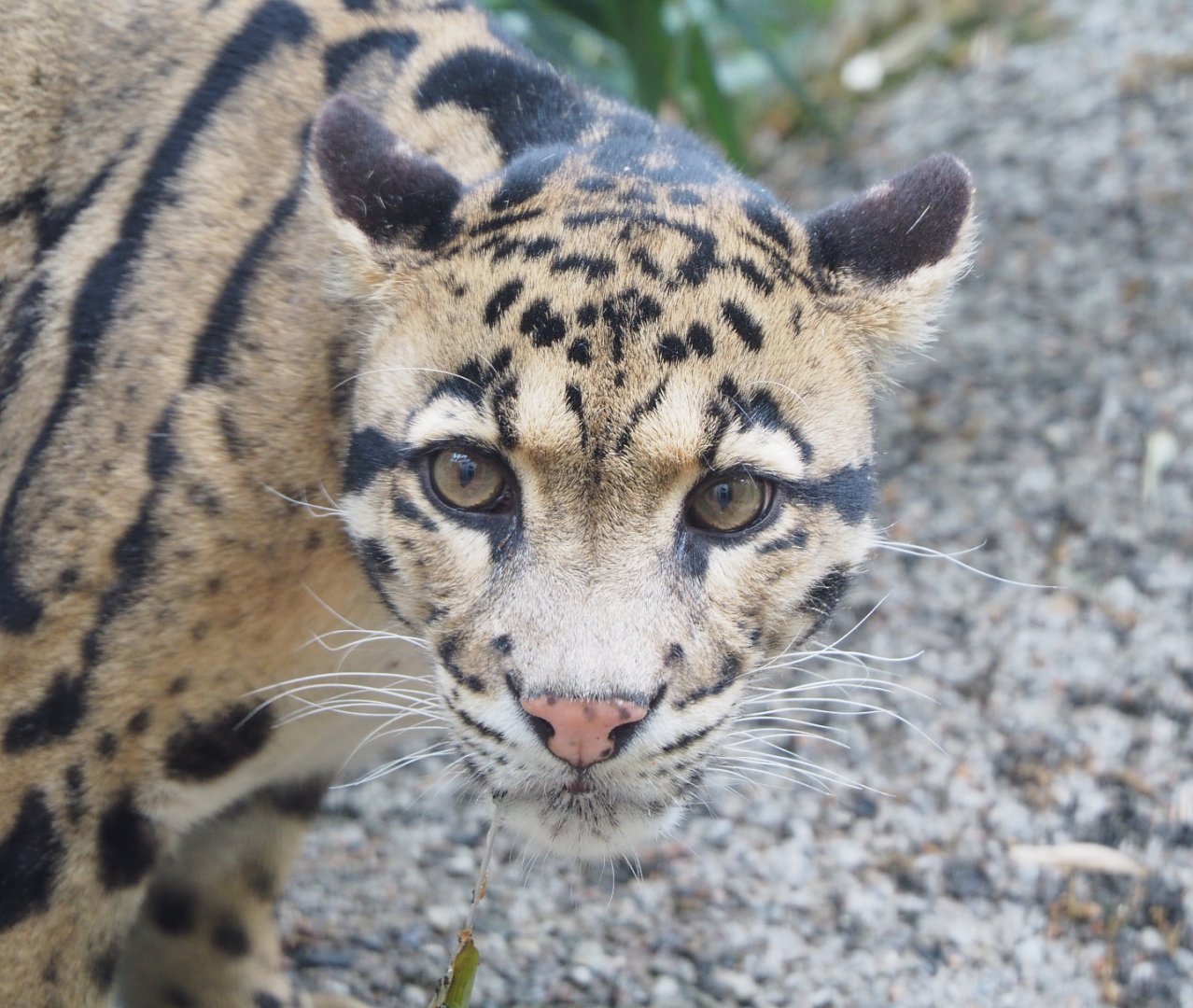 Indochinese clouded leopard (Neofelis nebulosa nebulosa), 2022-05-17