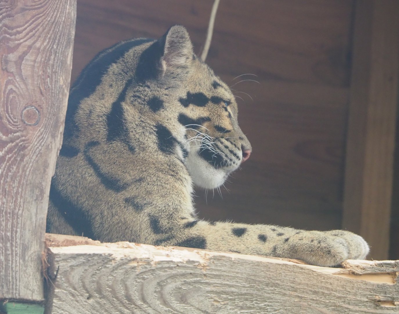 Indochinese clouded leopard (Neofelis nebulosa nebulosa), 2022-06-28