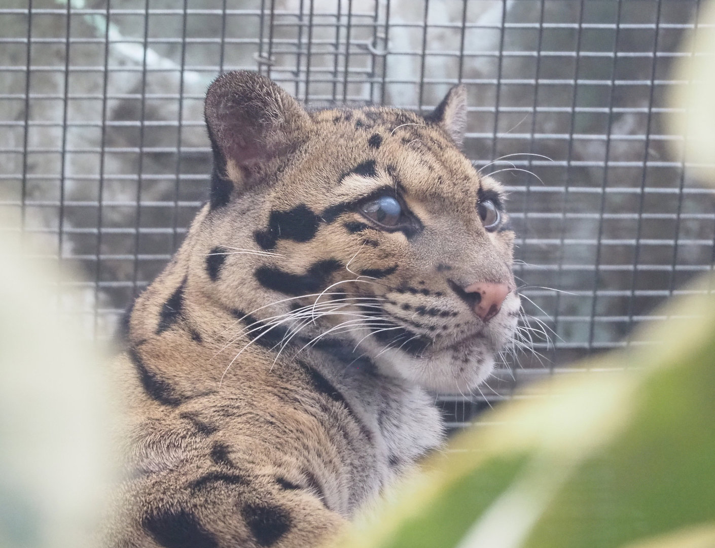 Indochinese clouded leopard (Neofelis nebulosa nebulosa), 2022-09-15