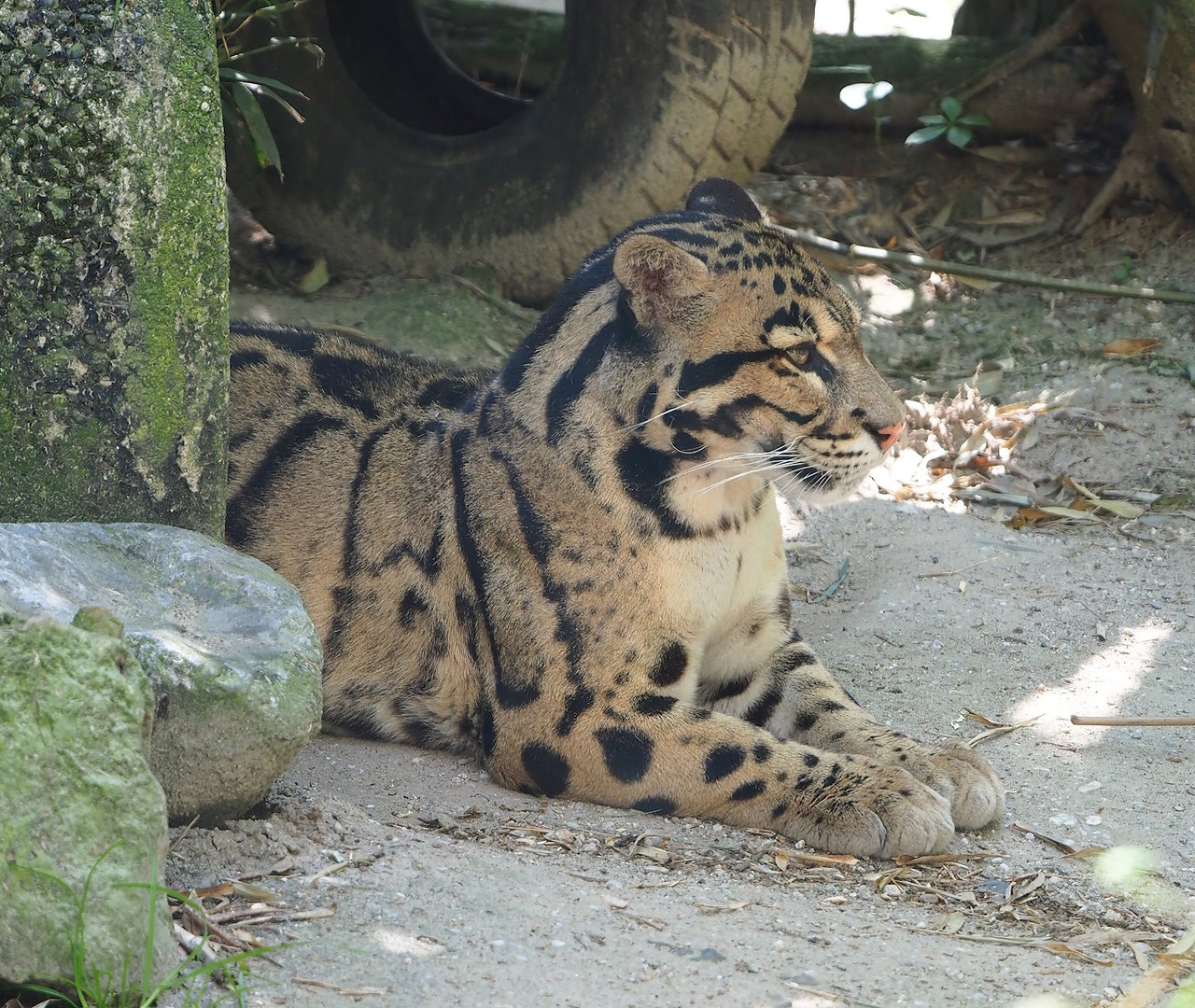 Indochinese clouded leopard (Neofelis nebulosa nebulosa), 2023-05-31