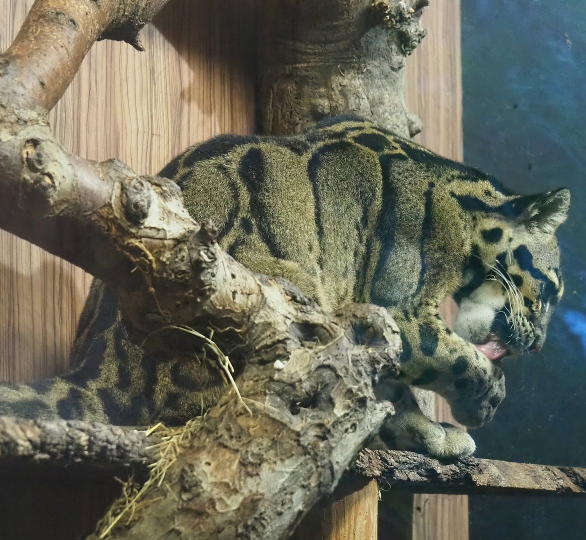 Indochinese clouded leopard  (Neofelis nebulosa nebulosa), 2023-08-17