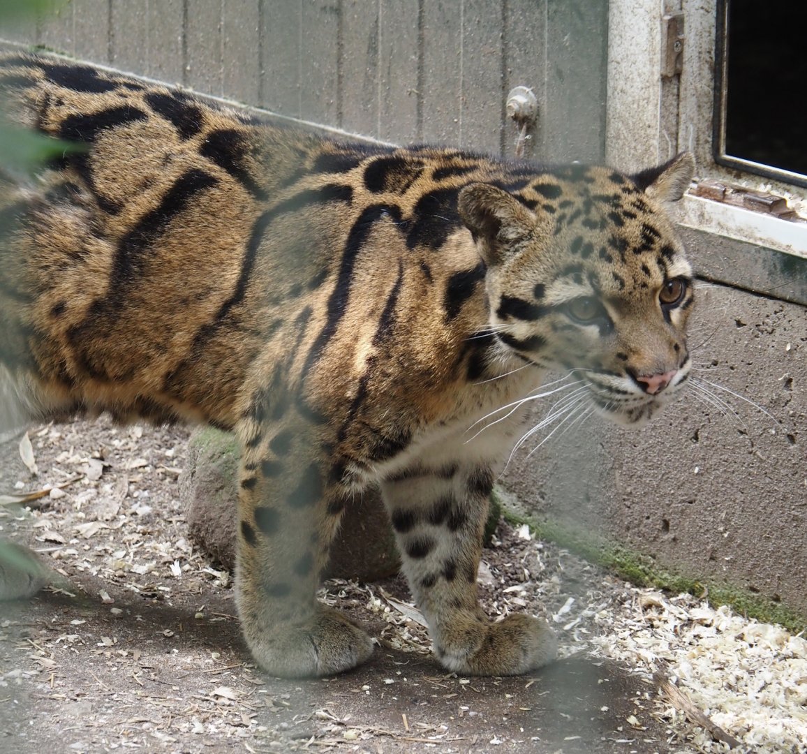 Indochinese clouded leopard (Neofelis nebulosa nebulosa), 2024-04-14