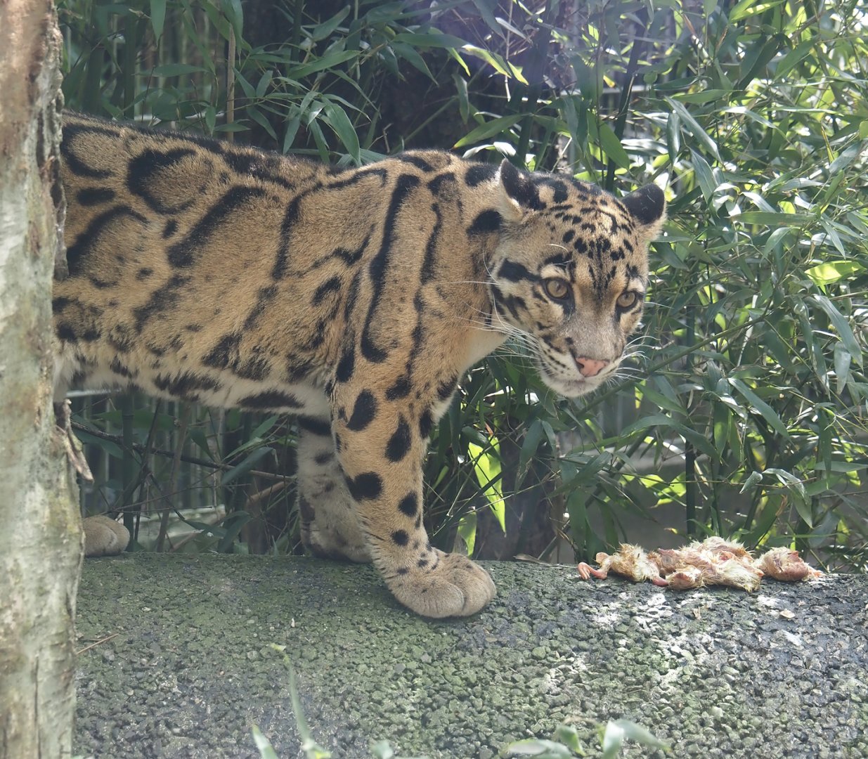 Indochinese clouded leopard (Neofelis nebulosa nebulosa), 2024-04-14