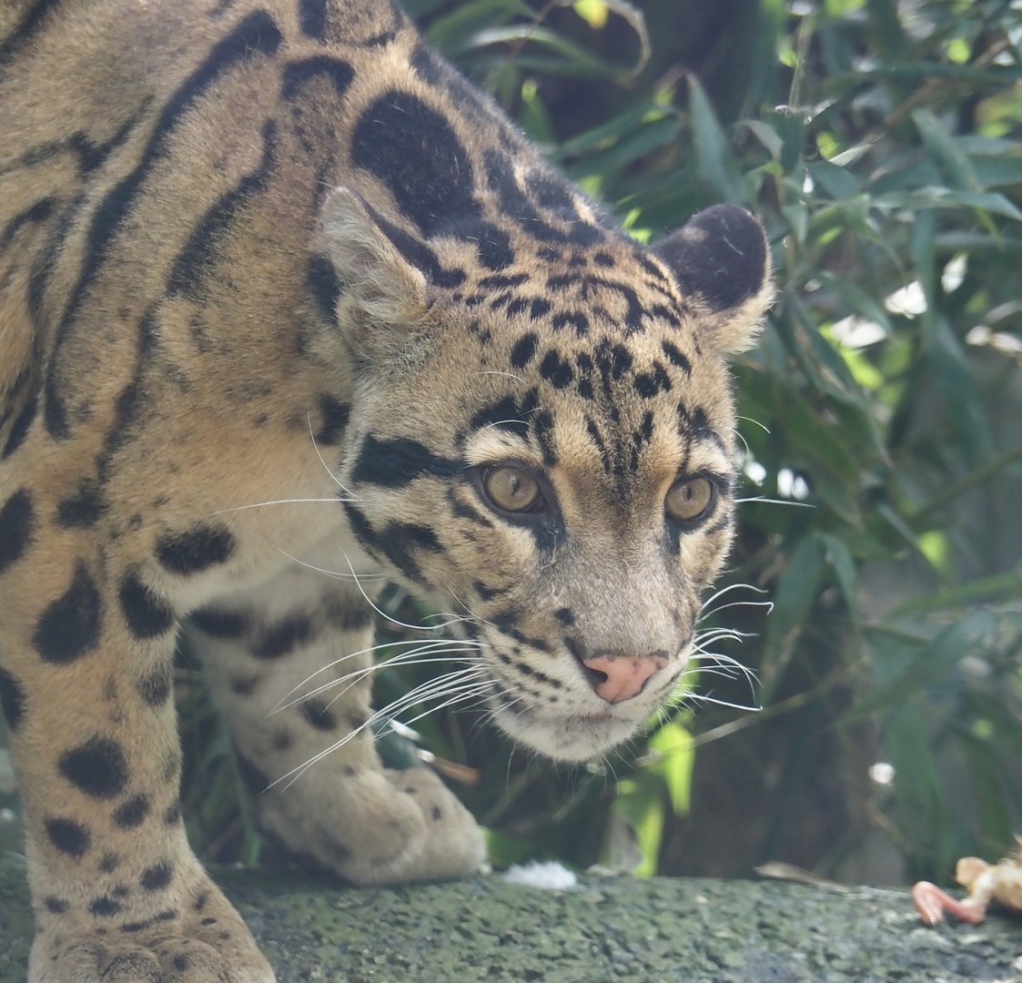 Indochinese clouded leopard (Neofelis nebulosa nebulosa), 2024-04-14