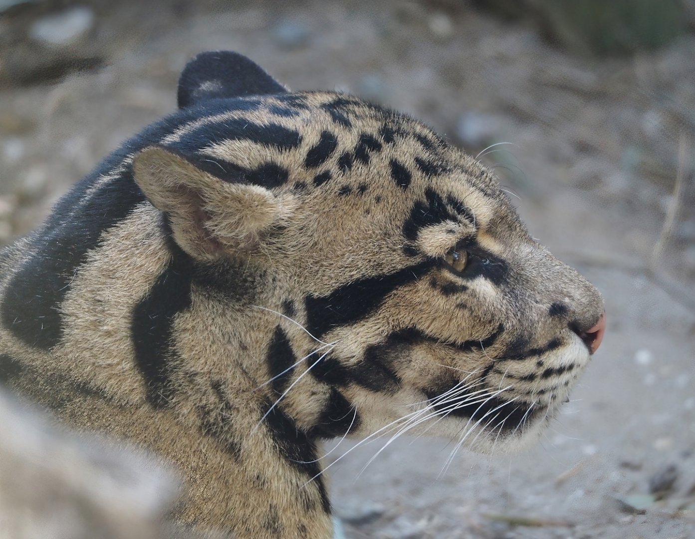Indochinese clouded leopard (Neofelis nebulosa nebulosa), 2025-04-12