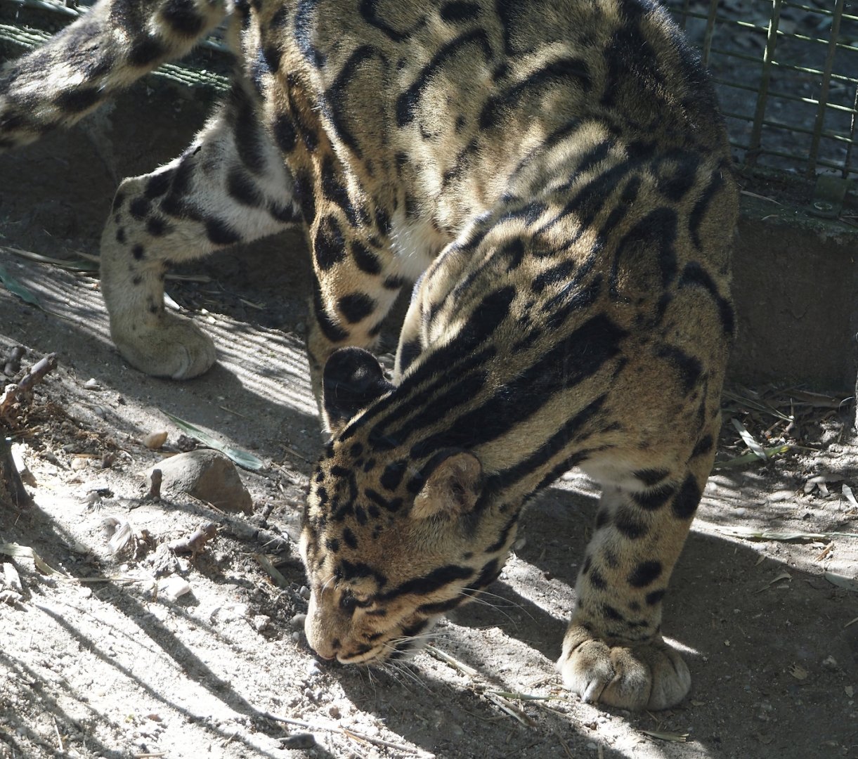 Indochinese clouded leopard (Neofelis nebulosa nebulosa), 2025-04-12
