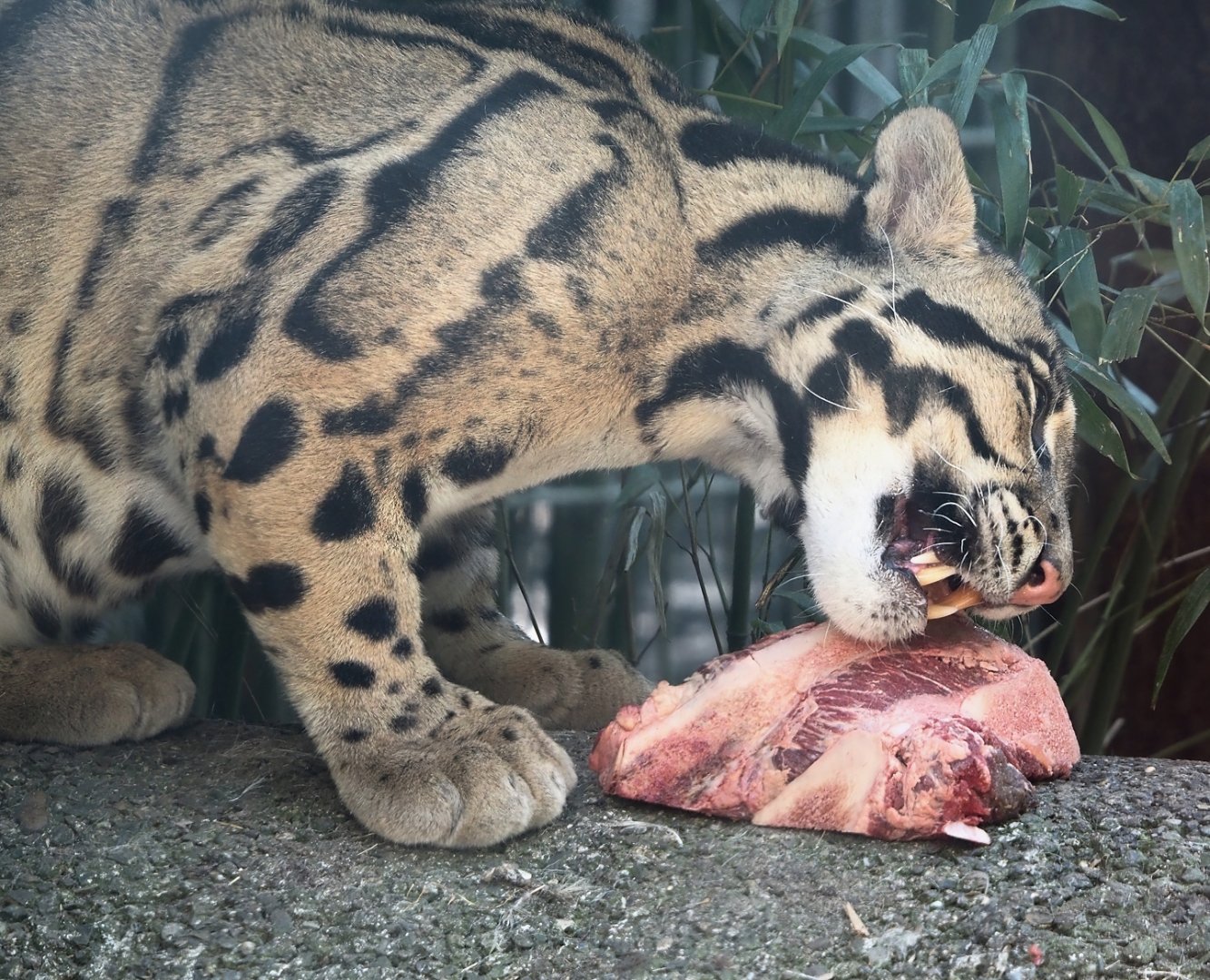 Indochinese clouded leopard (Neofelis nebulosa nebulosa), 2025-04-12