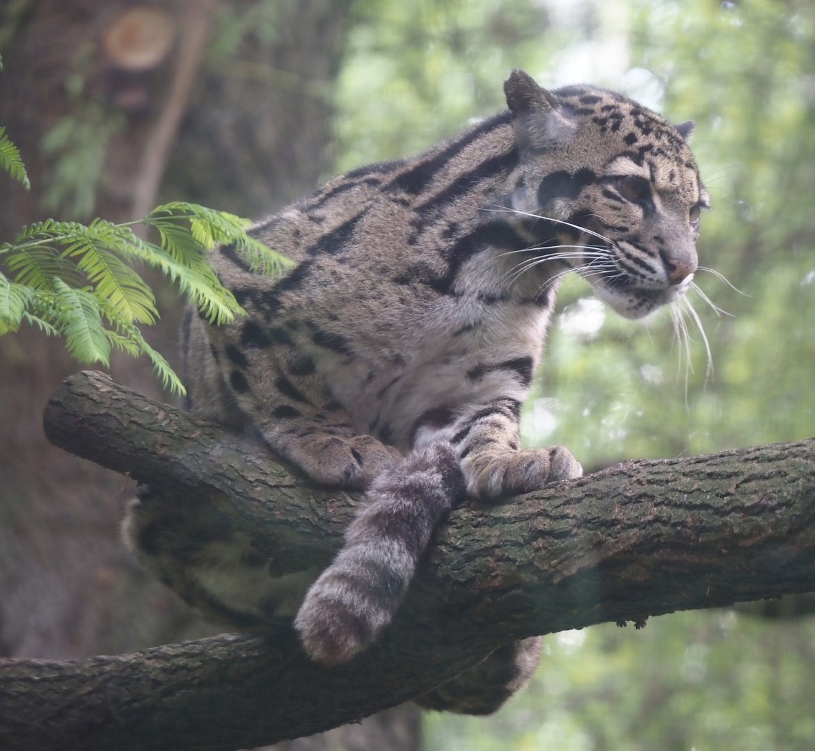 Indochinese clouded leopard (Neofelis nebulosa nebulosa), 2025-08-03