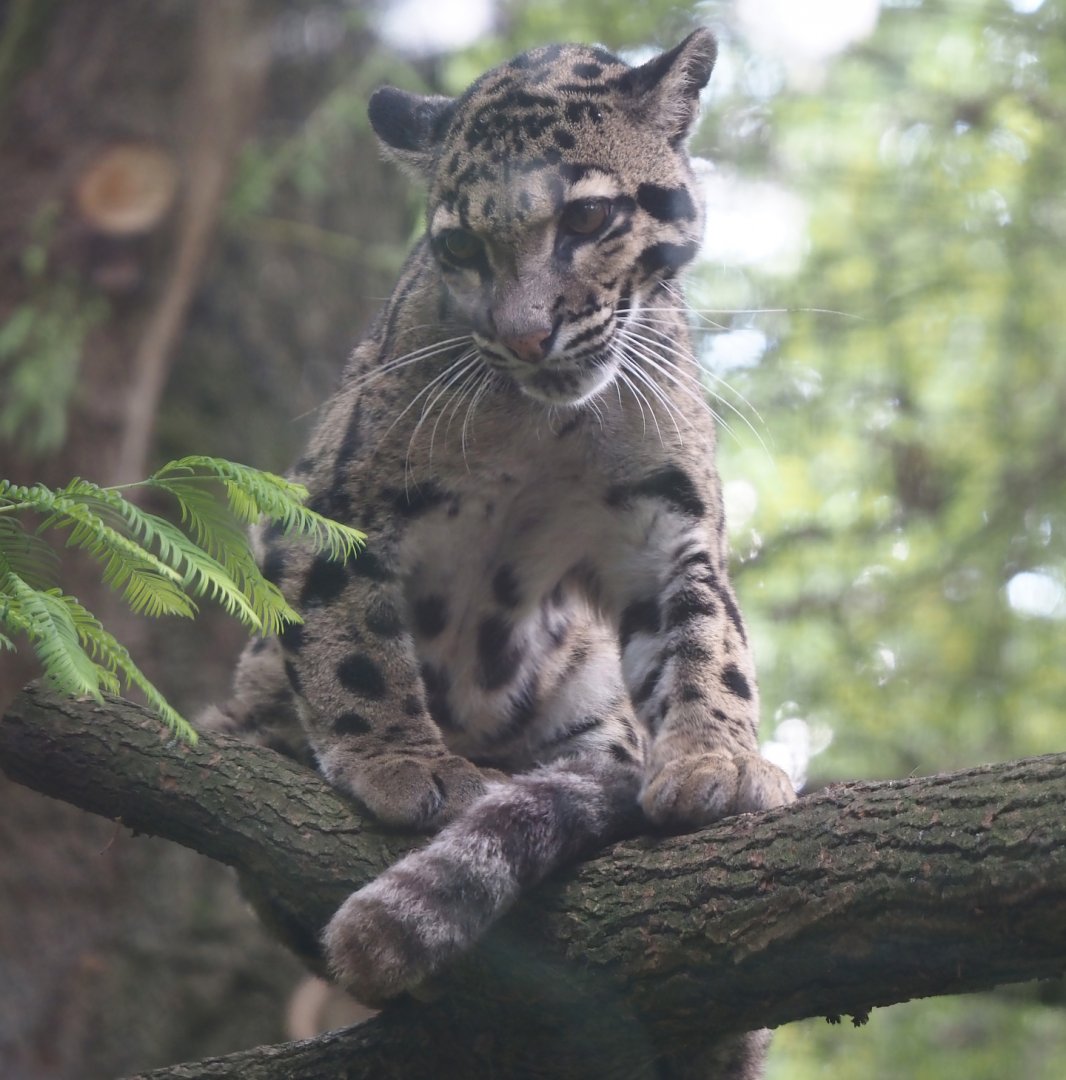Indochinese clouded leopard (Neofelis nebulosa nebulosa), 2025-08-03