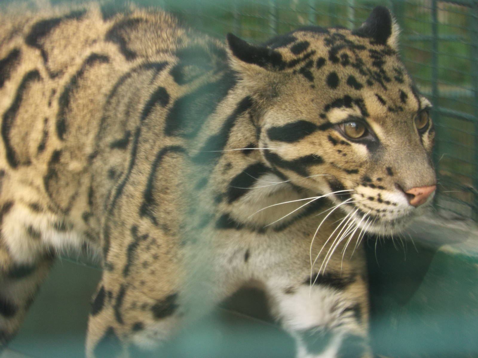 Indochinese Clouded Leopard (Neofelis nebulosa nebulosa) at Tierpark Berlin