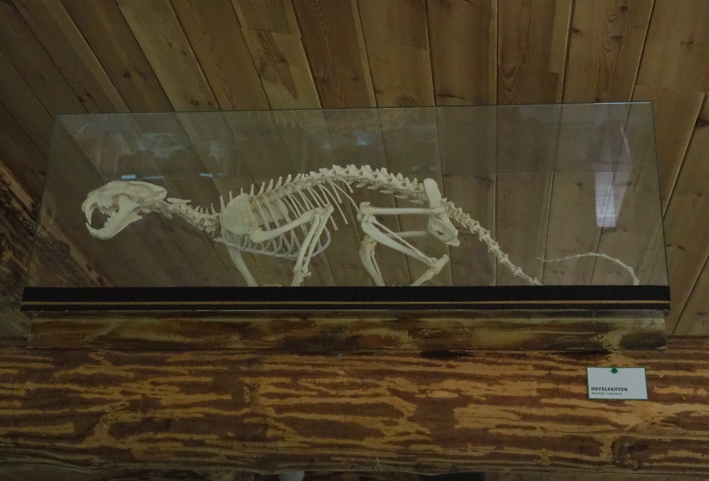 Indochinese clouded leopard (Neofelis nebulosa nebulosa) mounted skeleton, 2022-05-17