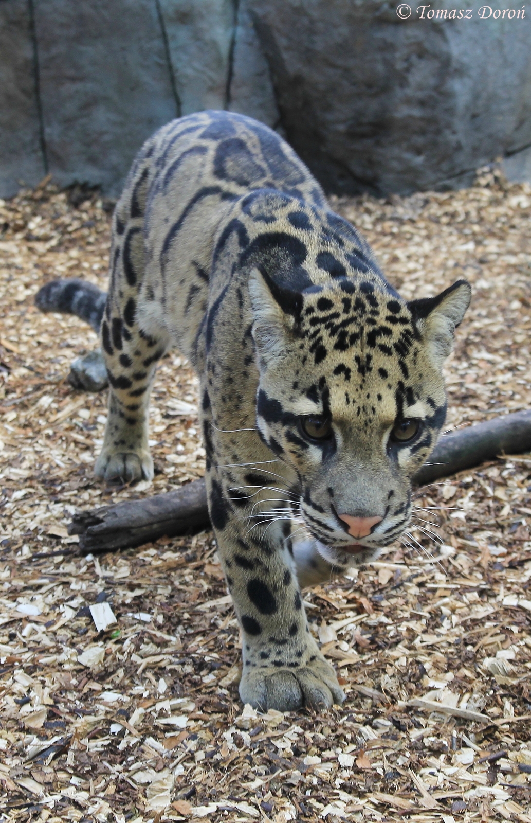 Indochinese Clouded Leopard (Neofelis nebulosa nebulosa)