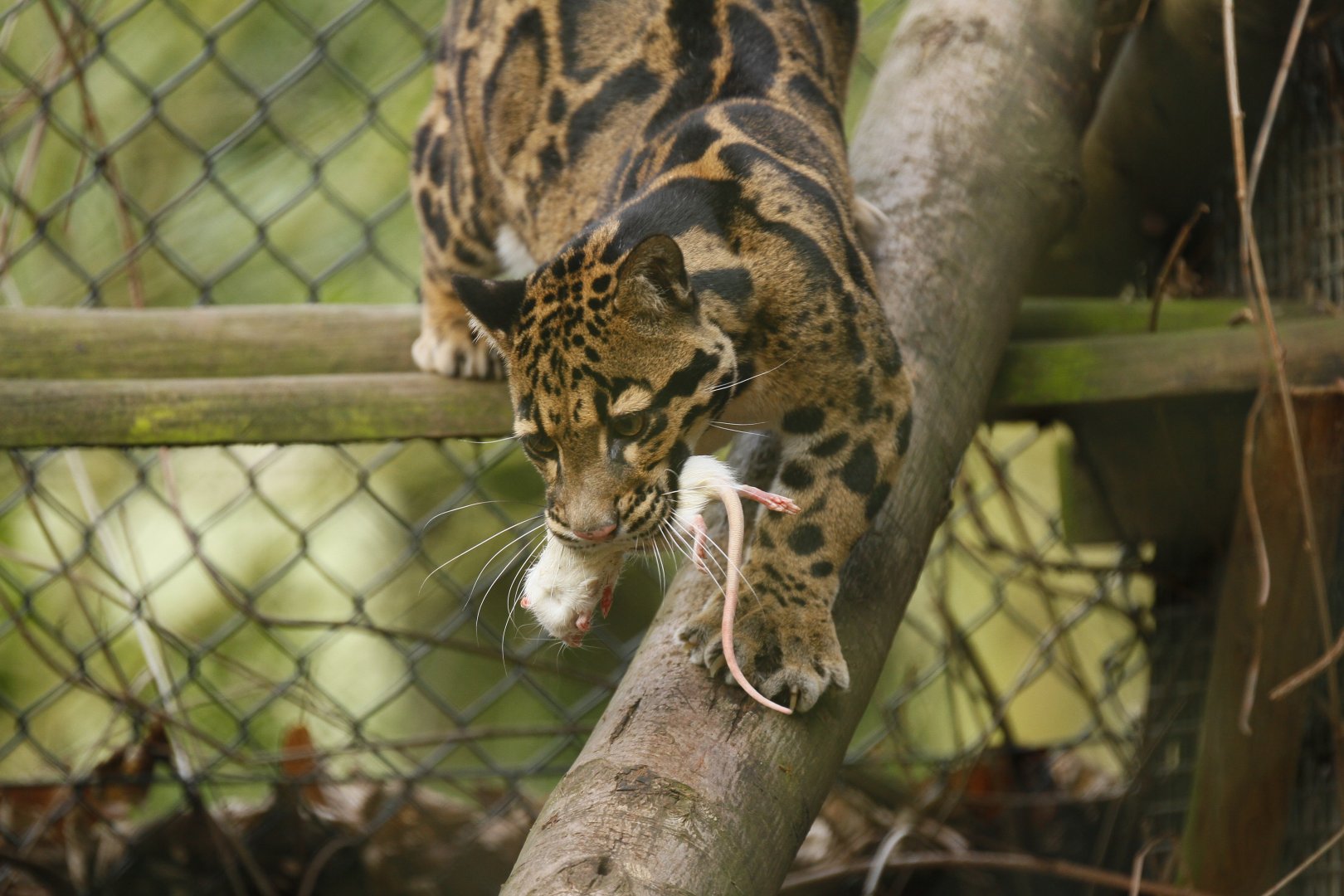 Indochinese clouded leopard (Neofelis nebulosa nebulosa)
