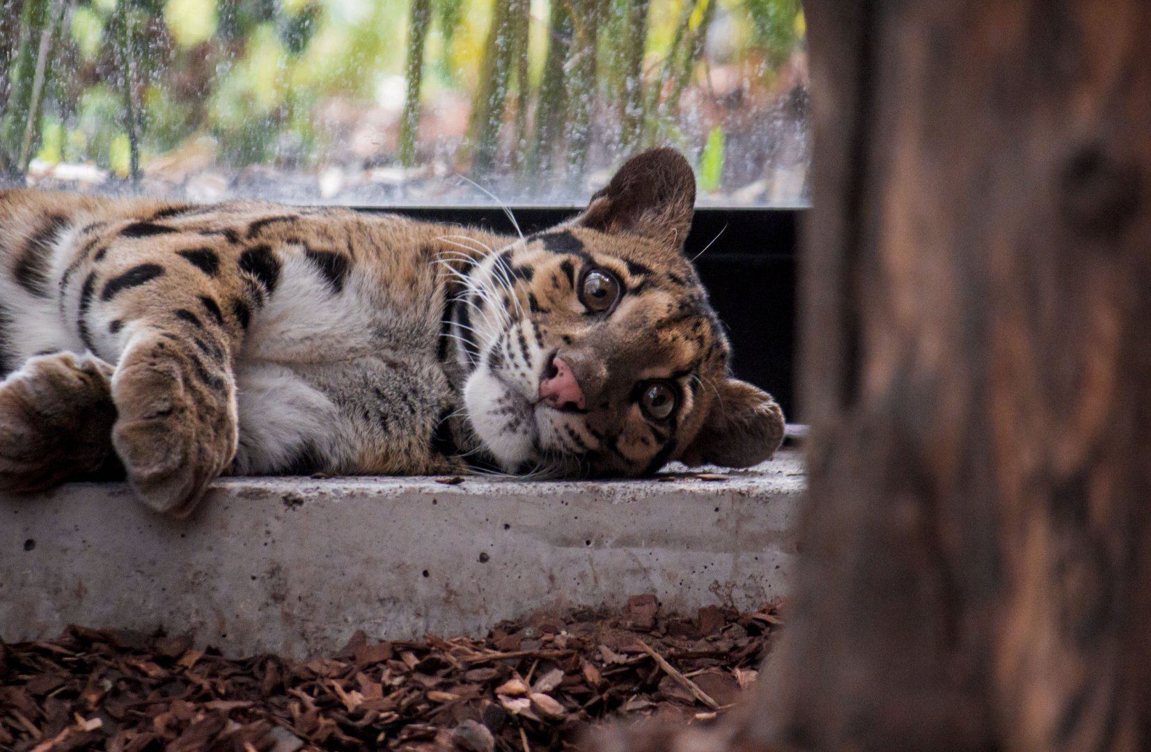 Indochinese clouded leopard, Neofelis nebulosa nebulosa