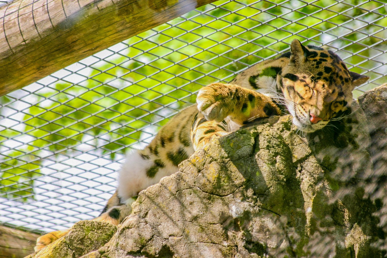 Indochinese clouded leopard (Neofelis nebulosa nebulosa)