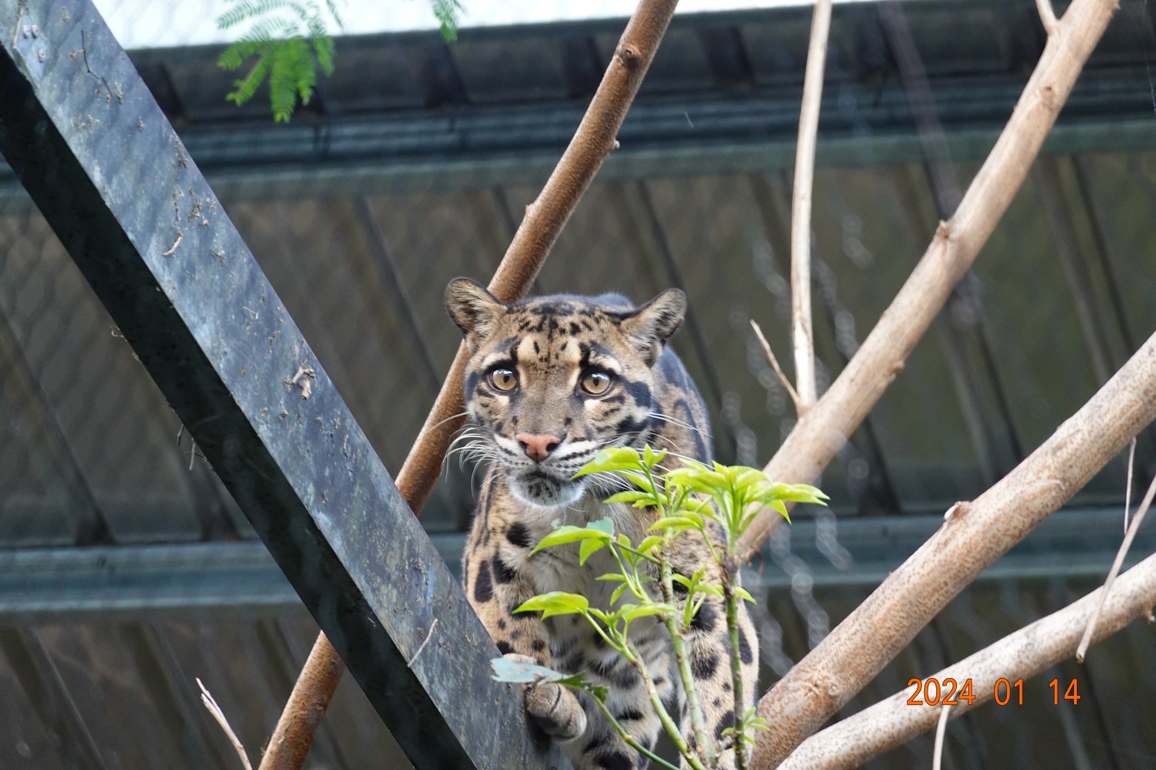 Indochinese Clouded Leopard (Neofelis nebulosa nebulosa)
