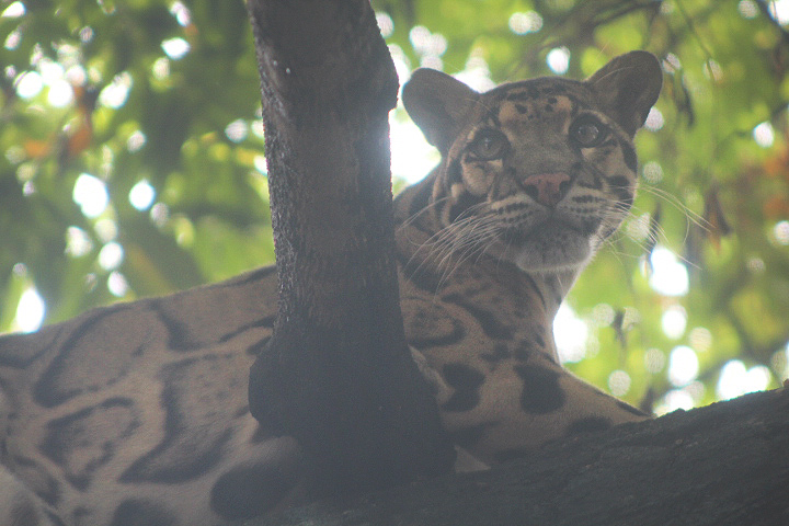 Indochinese clouded leopard (Neofelis nebulosa nebulosa)