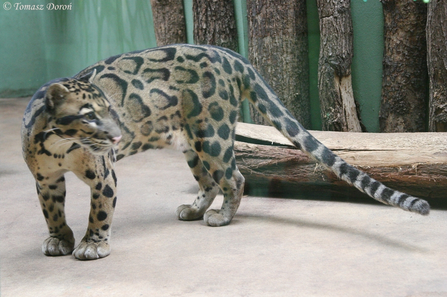 Indochinese Clouded Leopard (Neofelis nebulosa)