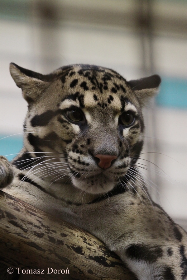 Indochinese Clouded Leopard (Neofelis pardalis)