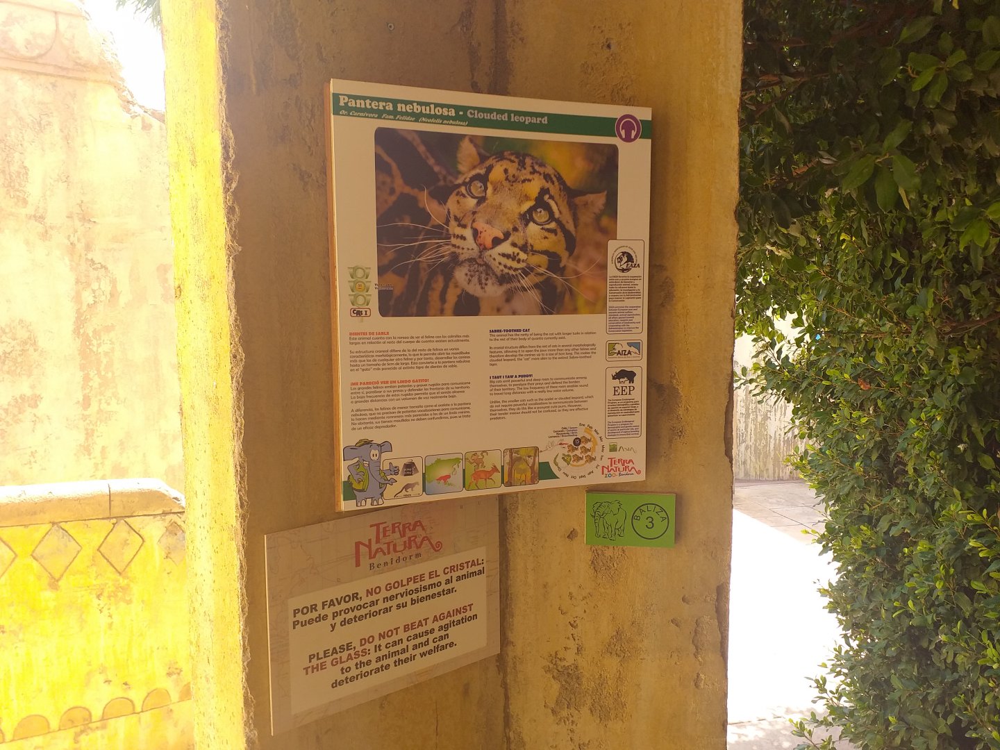 Indochinese clouded leopard sign -TerraNatura Benidorm (2021)