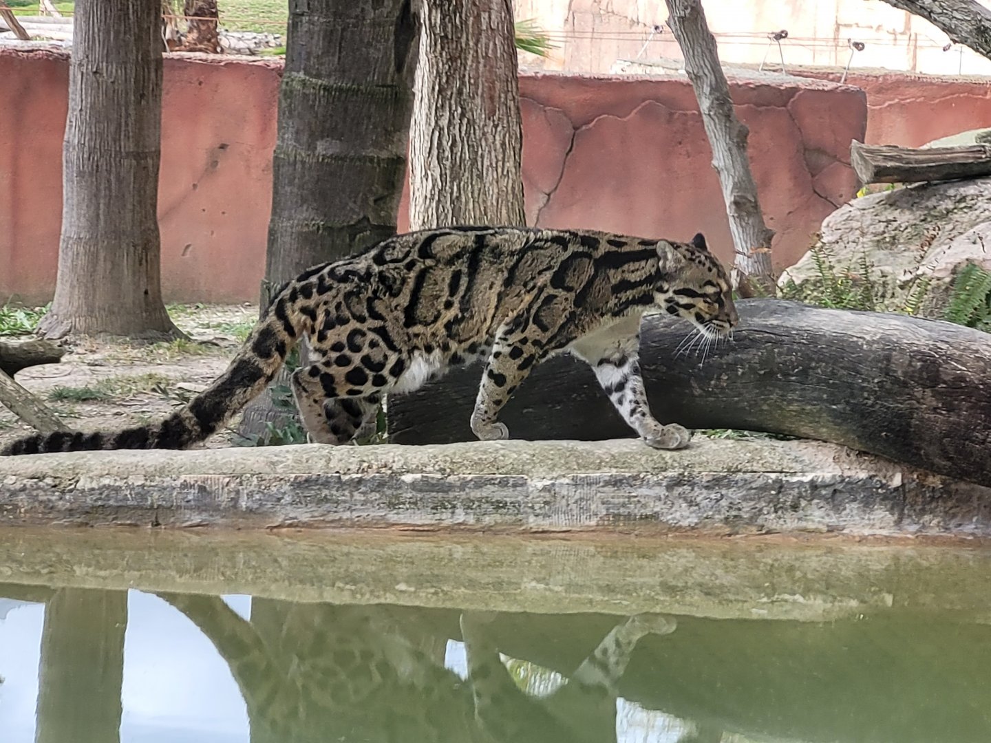 Indochinese clouded leopard -TerraNatura Benidorm (2022)