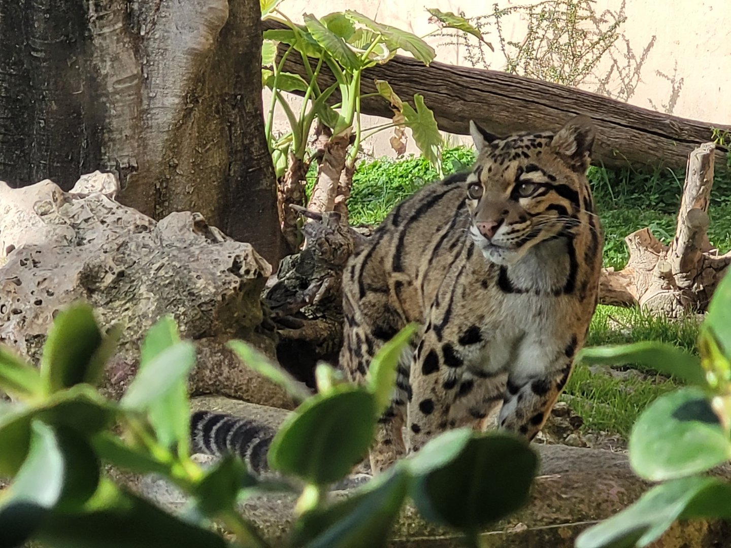 Indochinese clouded leopard -TerraNatura Benidorm (2022)