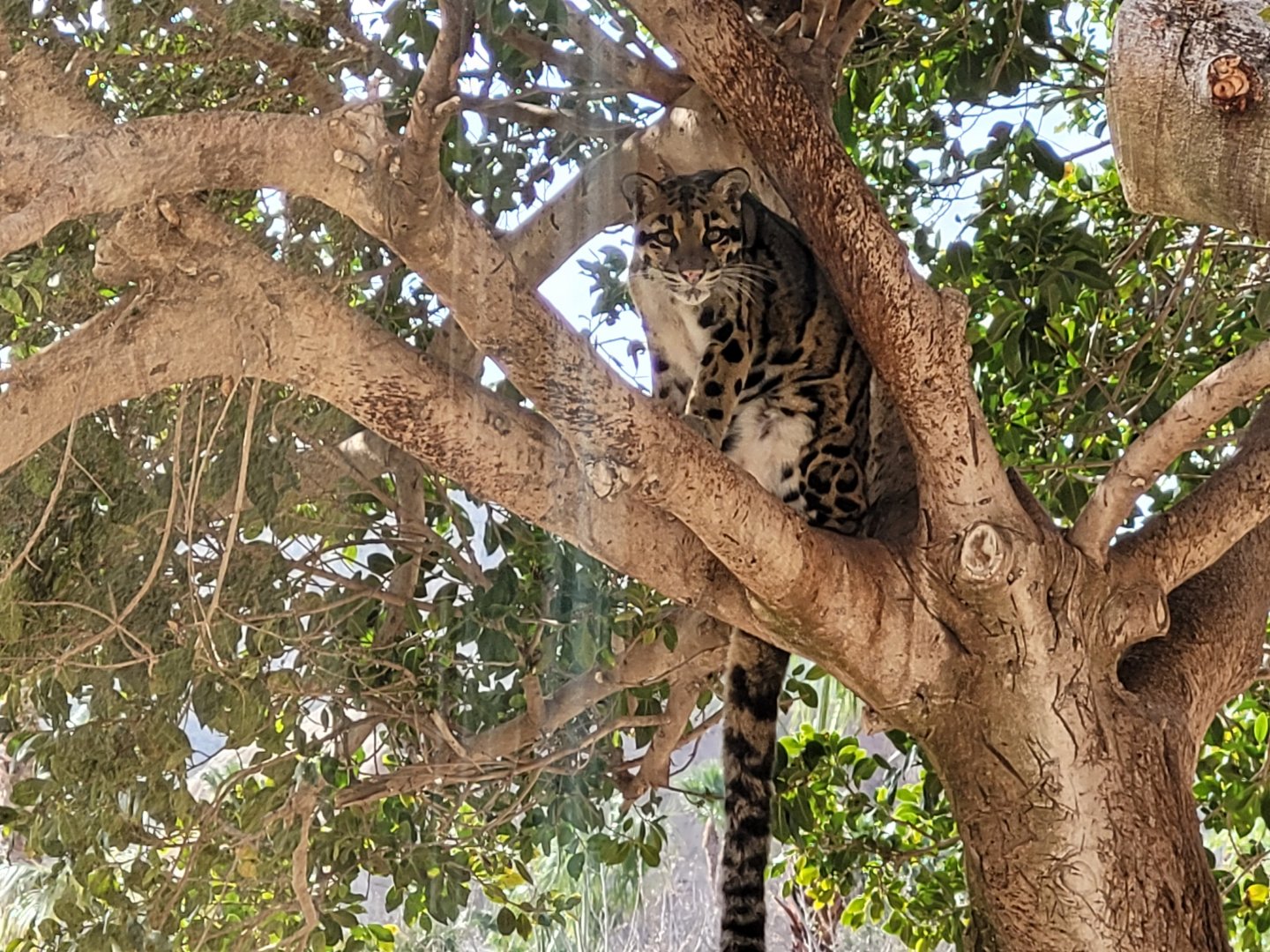 Indochinese clouded leopard -TerraNatura Benidorm (2022)