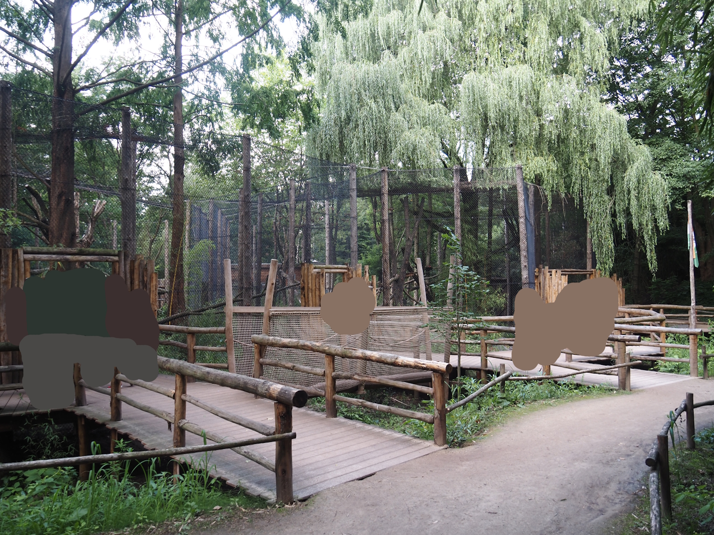 Indochinese clouded leopard viewing boardwalk, 2025-08-03