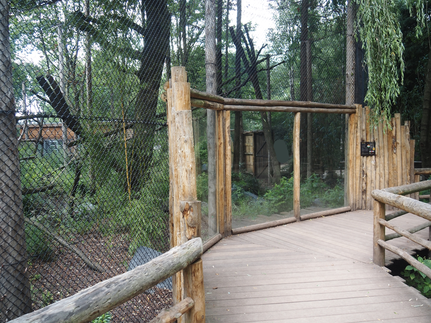 Indochinese clouded leopard viewing window, 2025-08-03