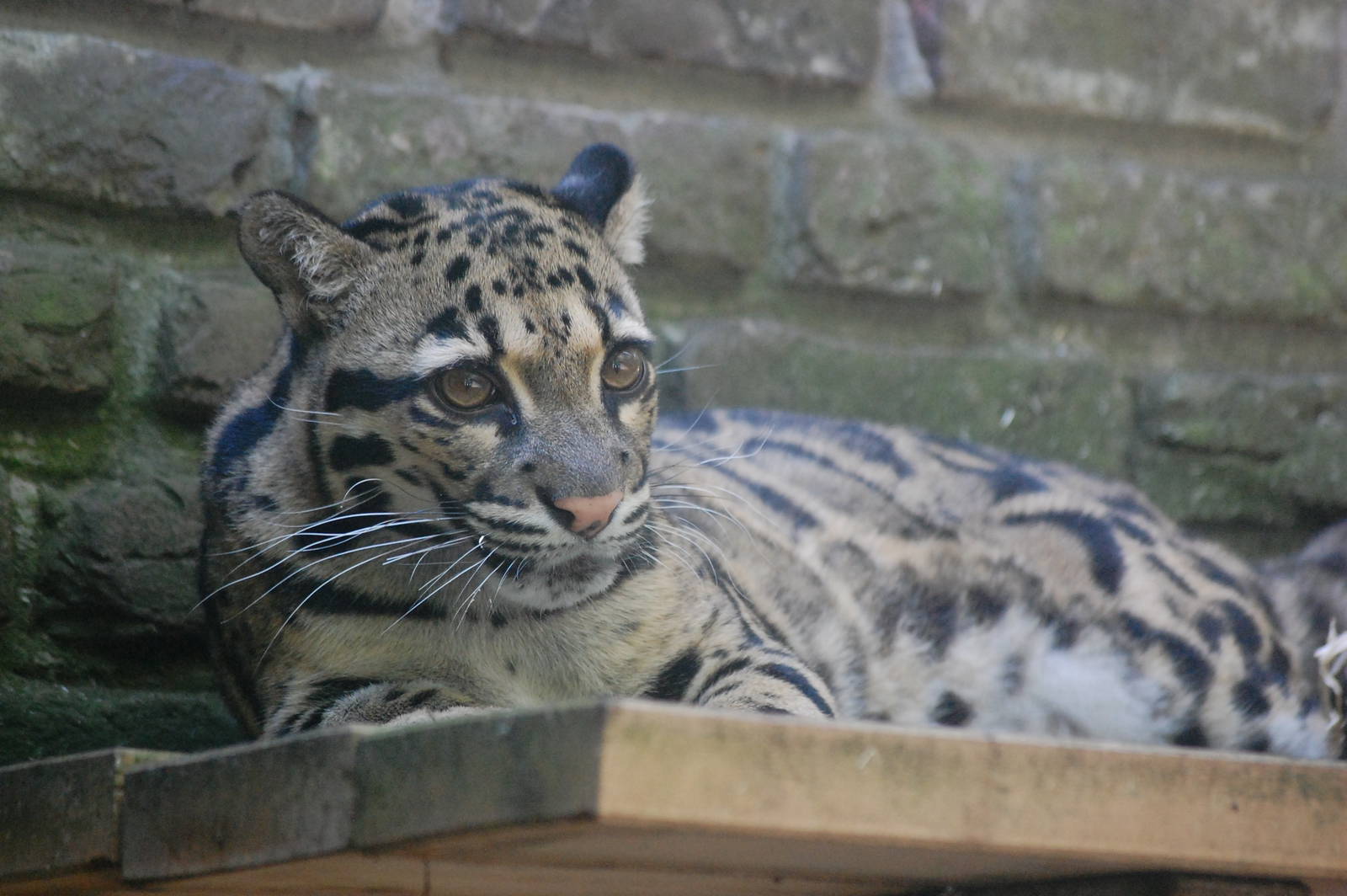 Indochinese Clouded Leopard