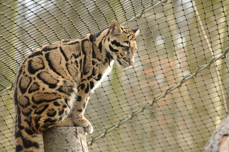 Indochinese clouded leopard