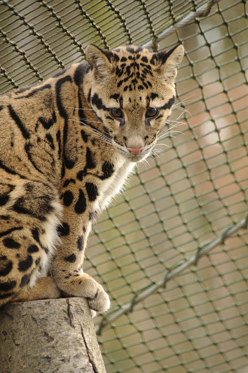 Indochinese clouded leopard