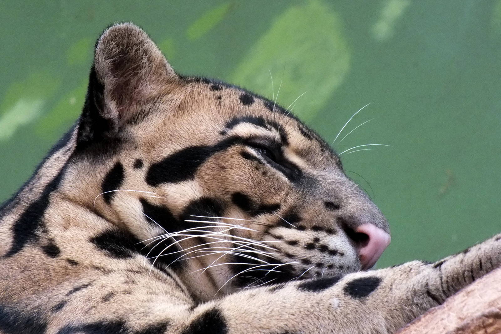 Indochinese Clouded Leopard