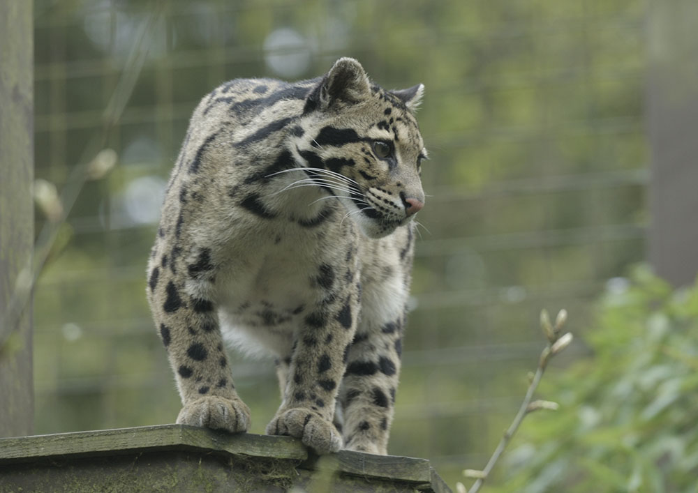 Indochinese clouded leopard