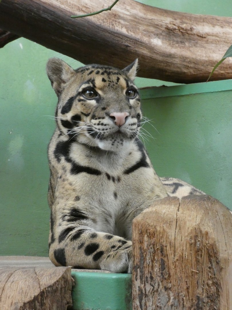 Indochinese Clouded Leopard