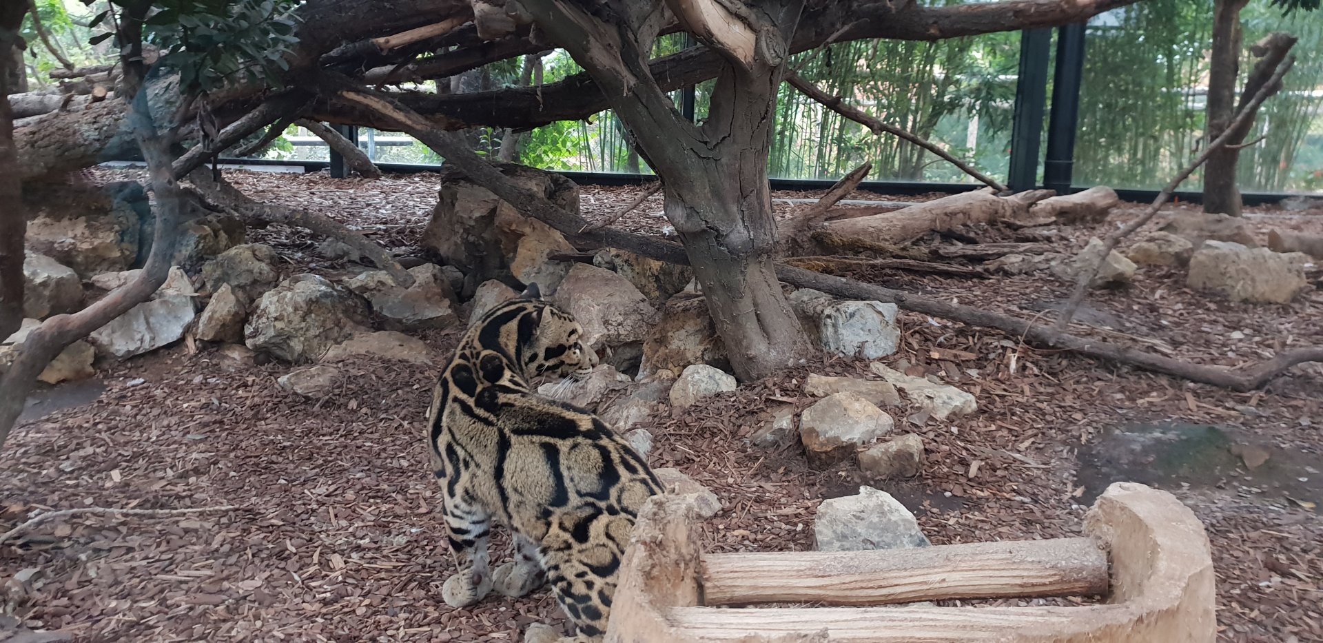 Indochinese clouded leopard